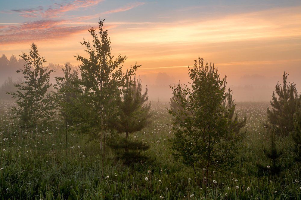 Утренний туман