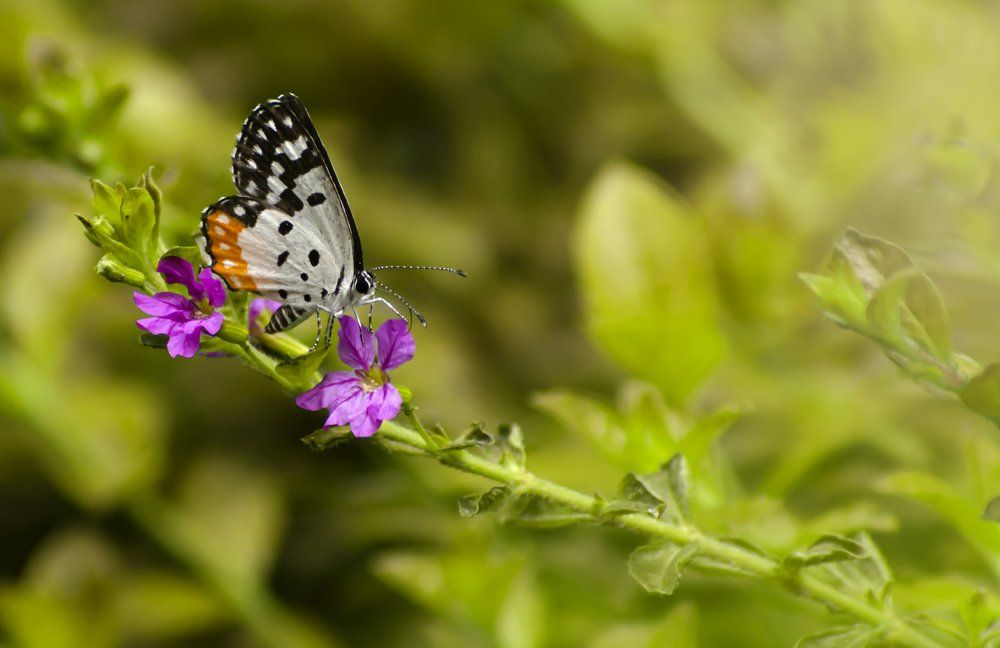 Red-Pierrot Feeding