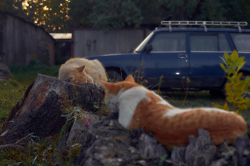 любовное томление