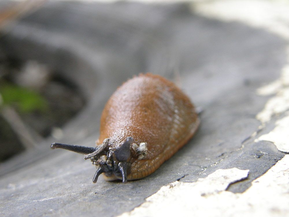 The slug is going for a walk.