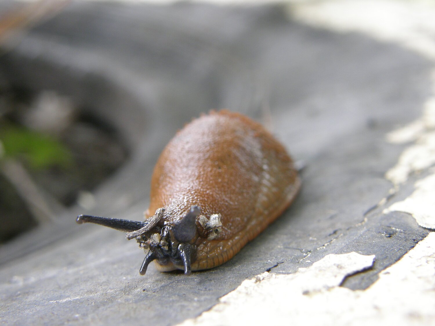 The slug is going for a walk.
