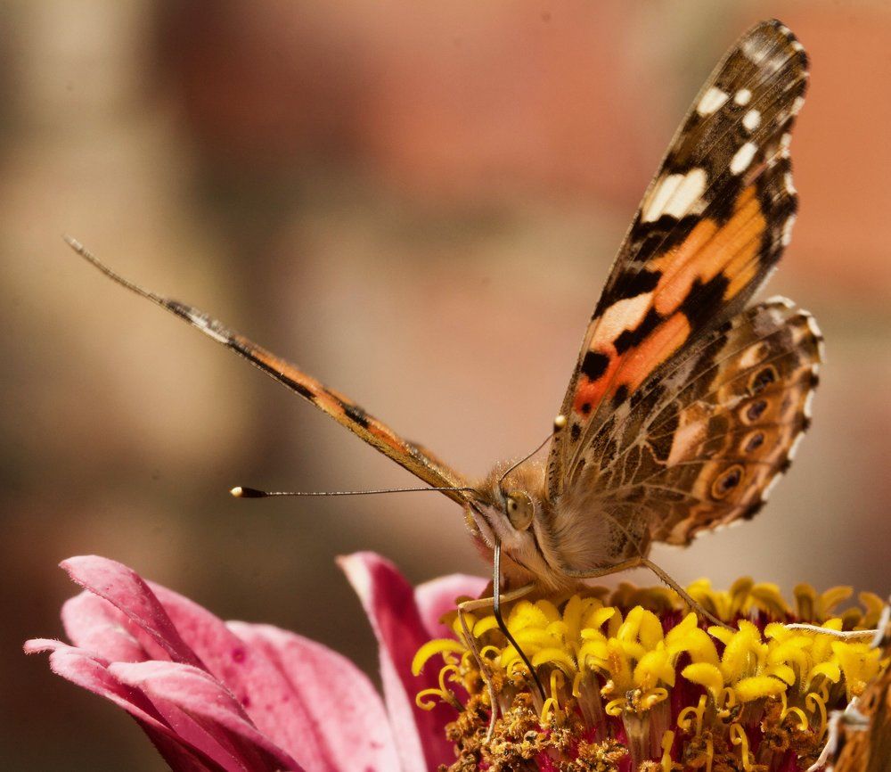 Painted Lady drinking Nectar
