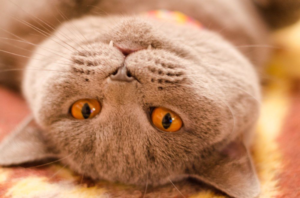 кошака-улыбака