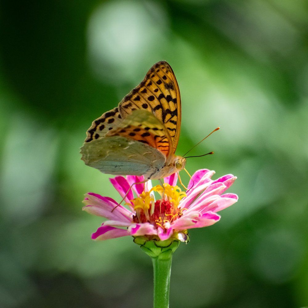 Перламутровка большая