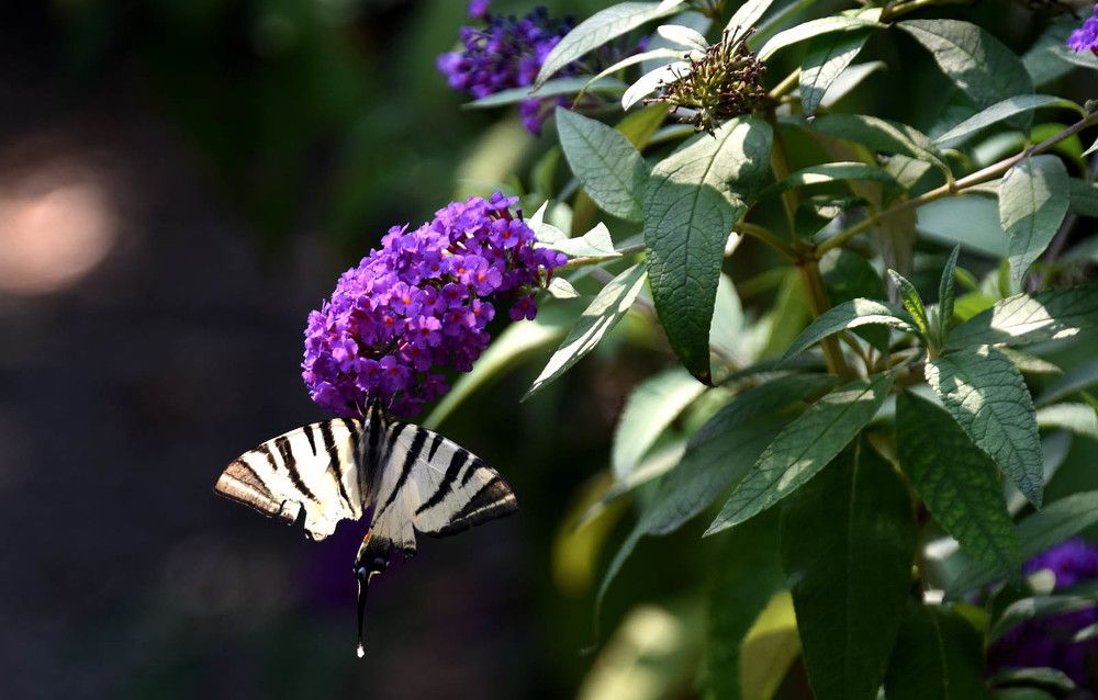 Photograph by Khatia Jijeishvili