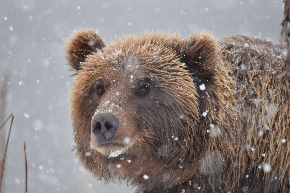 Белые мухи полетели