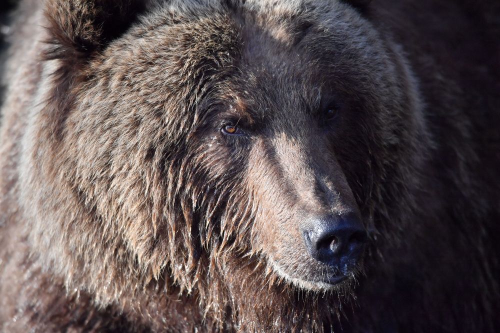 Спокойствие патриарха