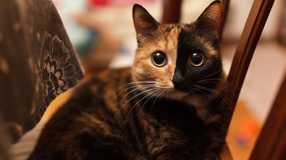 Photograph by Валерий Шамаев