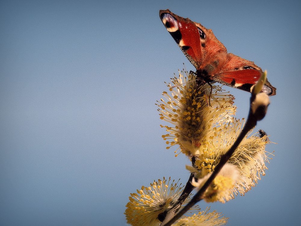 Весенние хлопоты