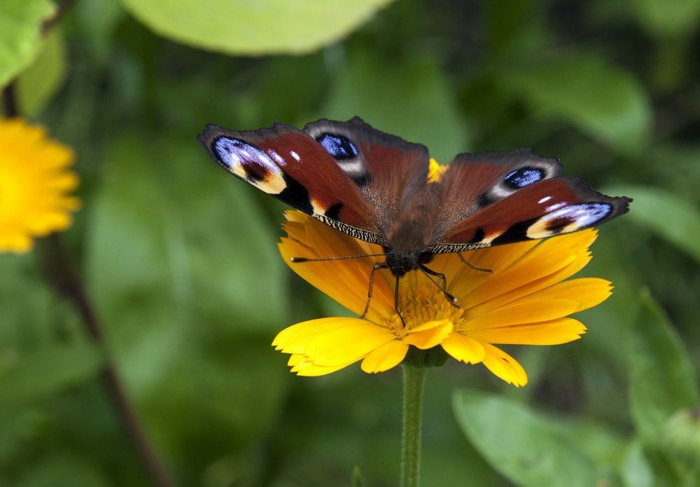 Павлиний глаз