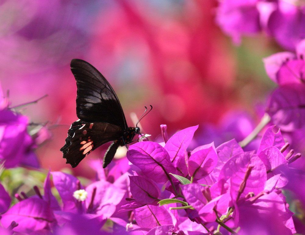 Borboleta Negra