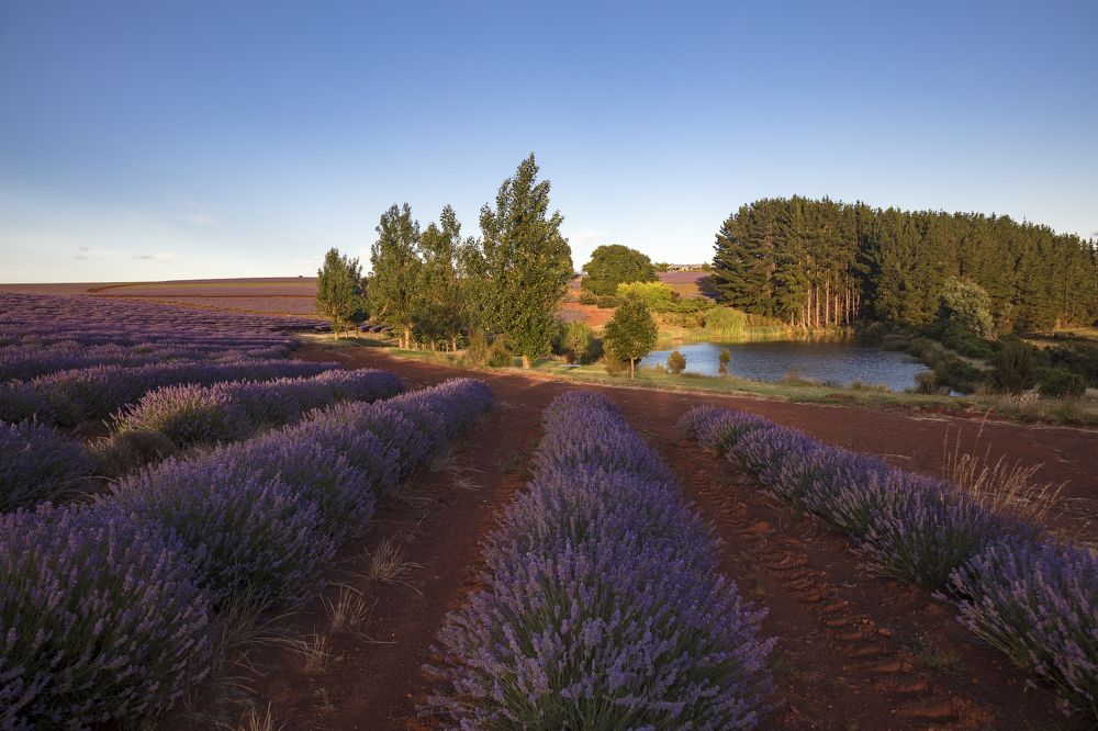 Лавандовые поля