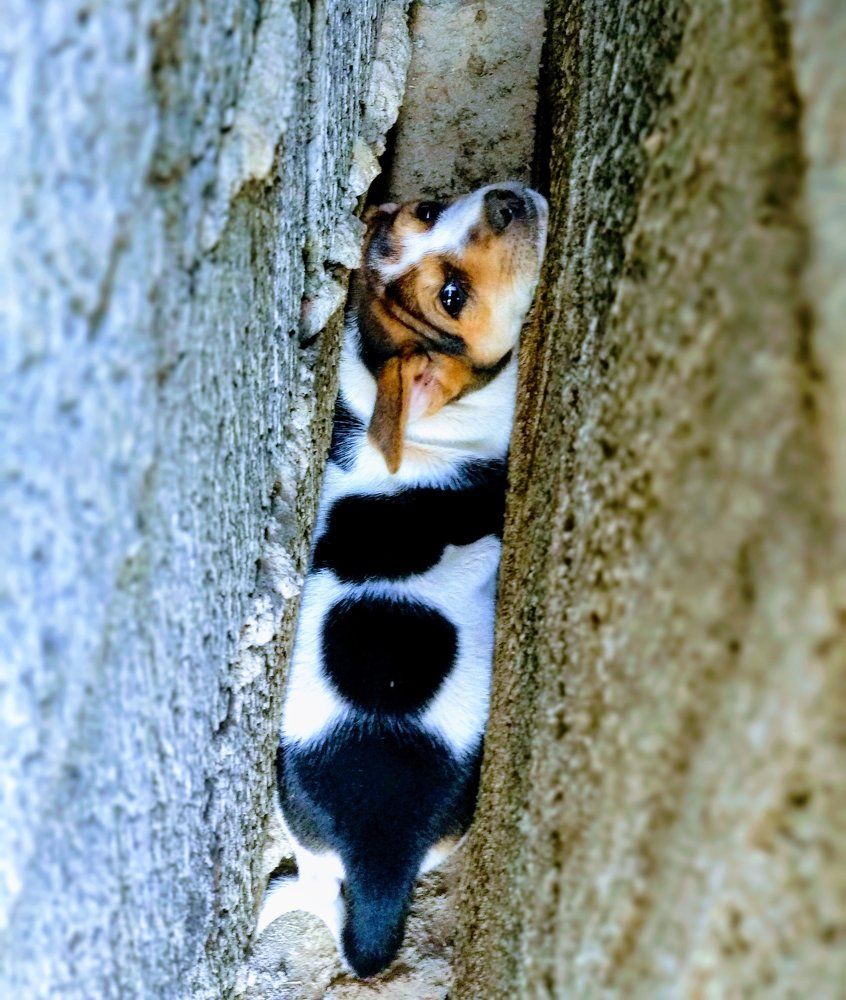 Pet