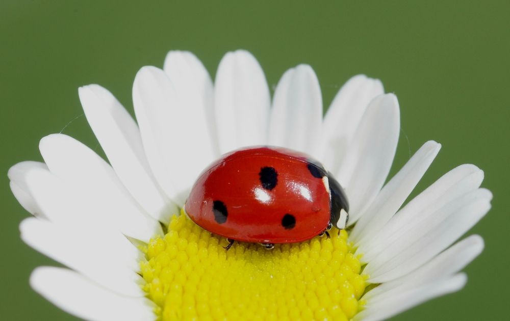 Ladybug