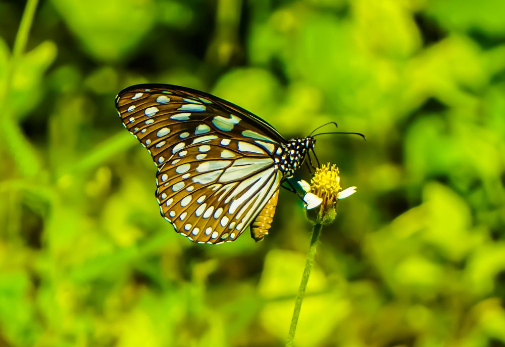 Beautiful Butterfly