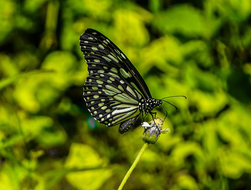 Close-up Shot Of Butterfly