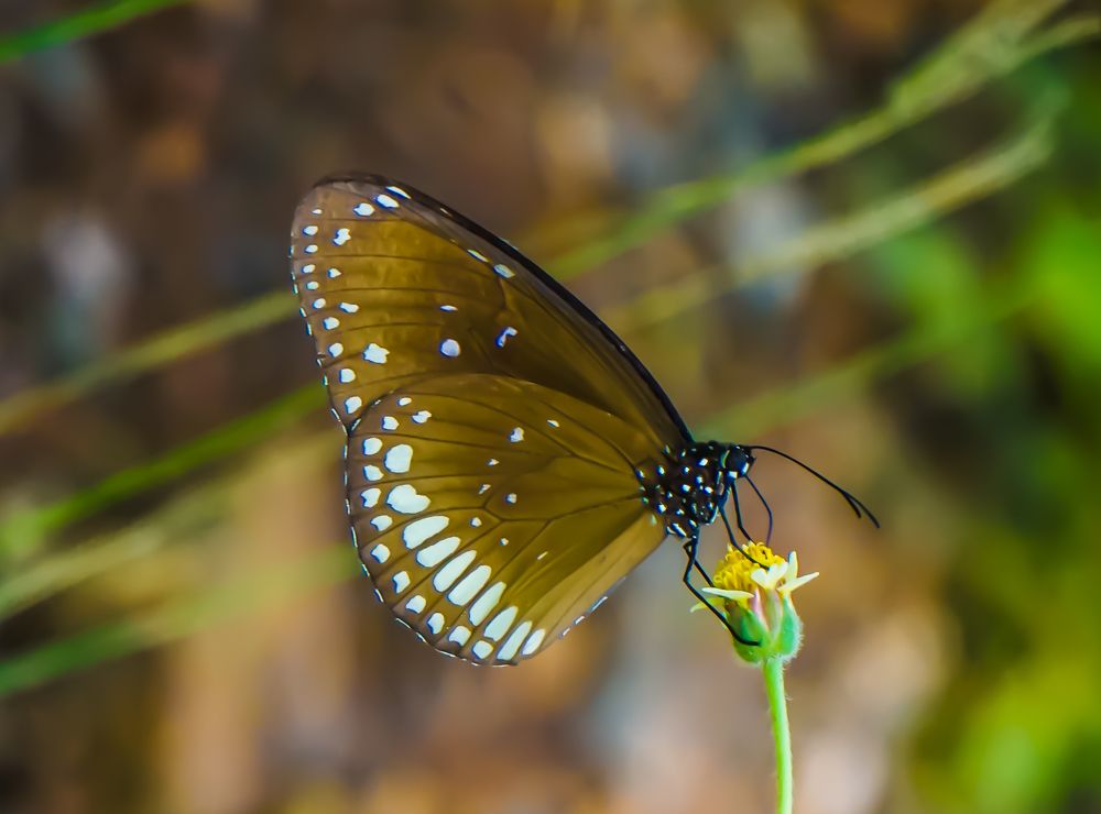 Dotted Butterfly