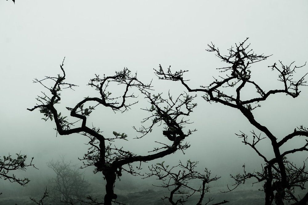 Fog and the Greenary