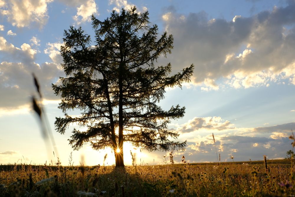 Монгольское спокойствие