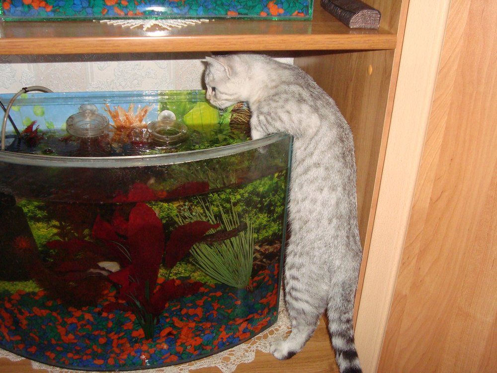 кот рыбак