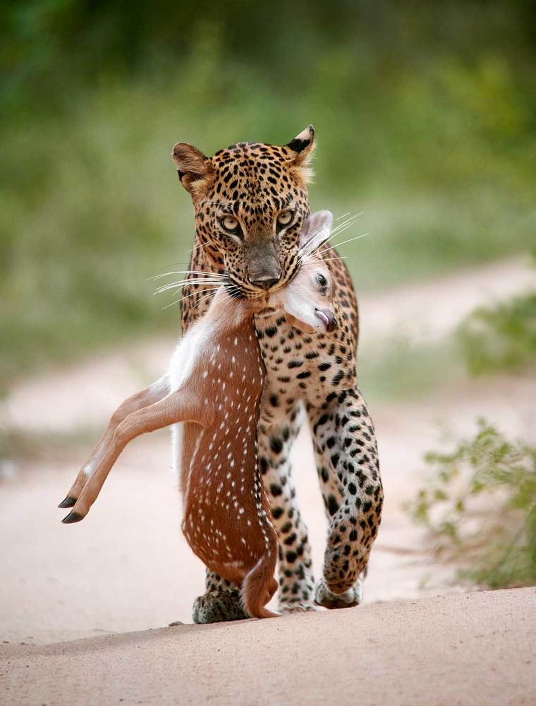 Двойственность жизни