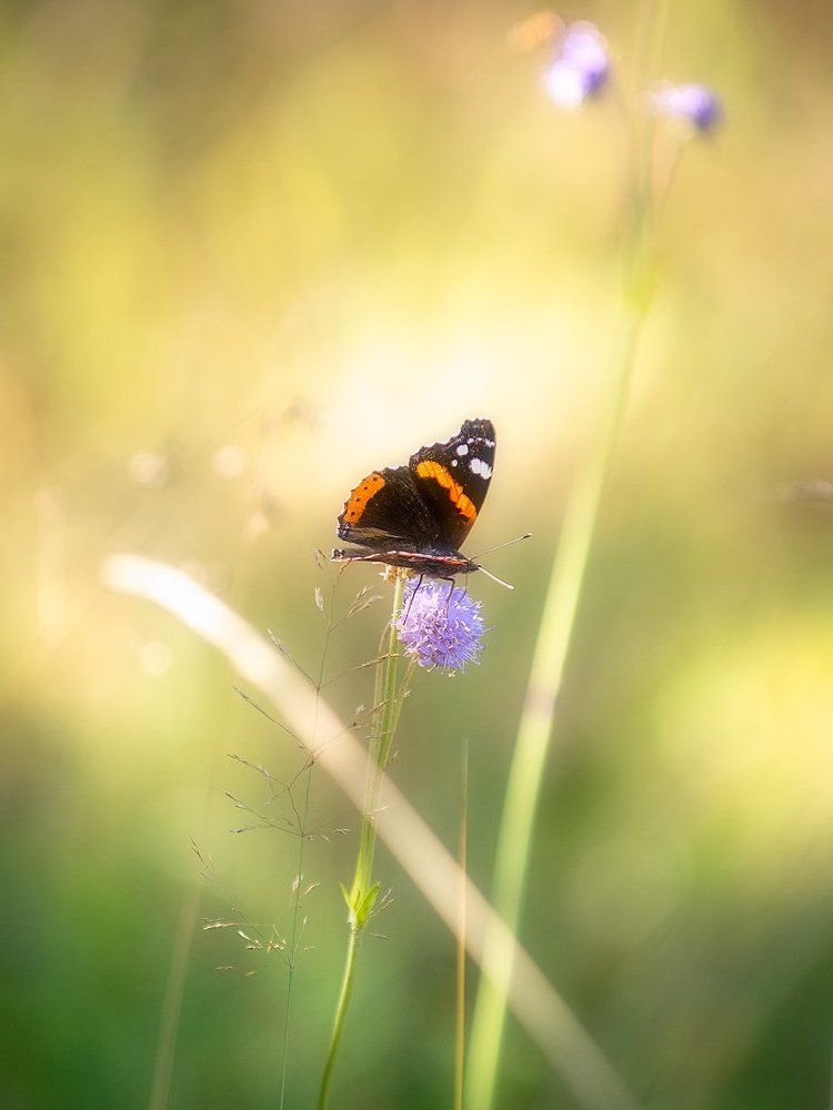 Photograph by Андрей Баскевич