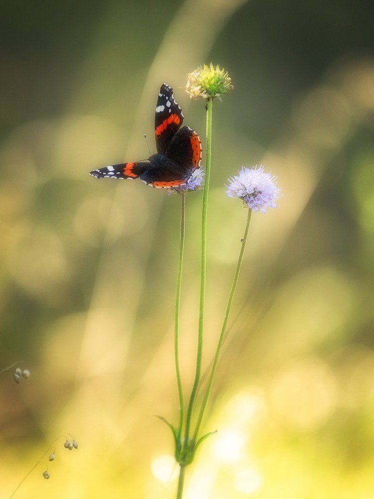 Photograph by Андрей Баскевич