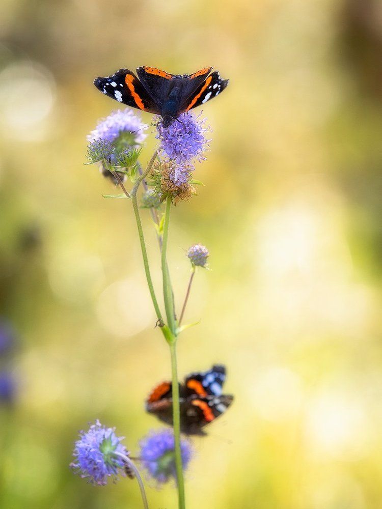 Photograph by Андрей Баскевич