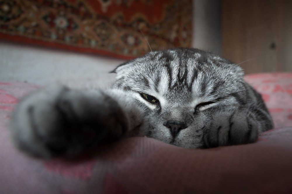 Я за тобой наблюдаю