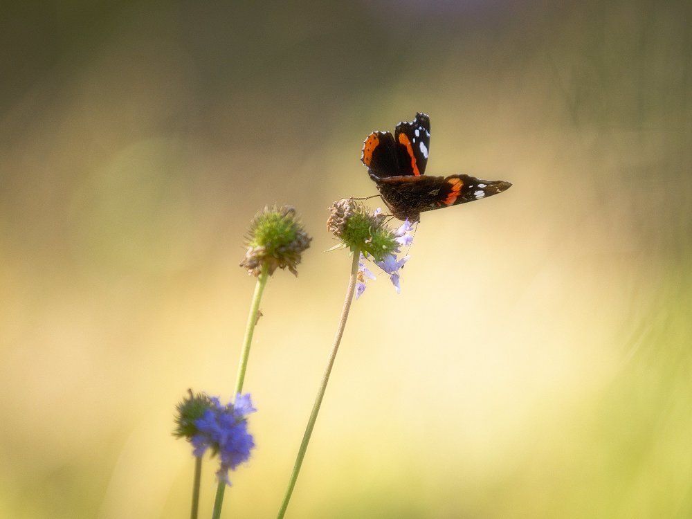 Photograph by Андрей Баскевич