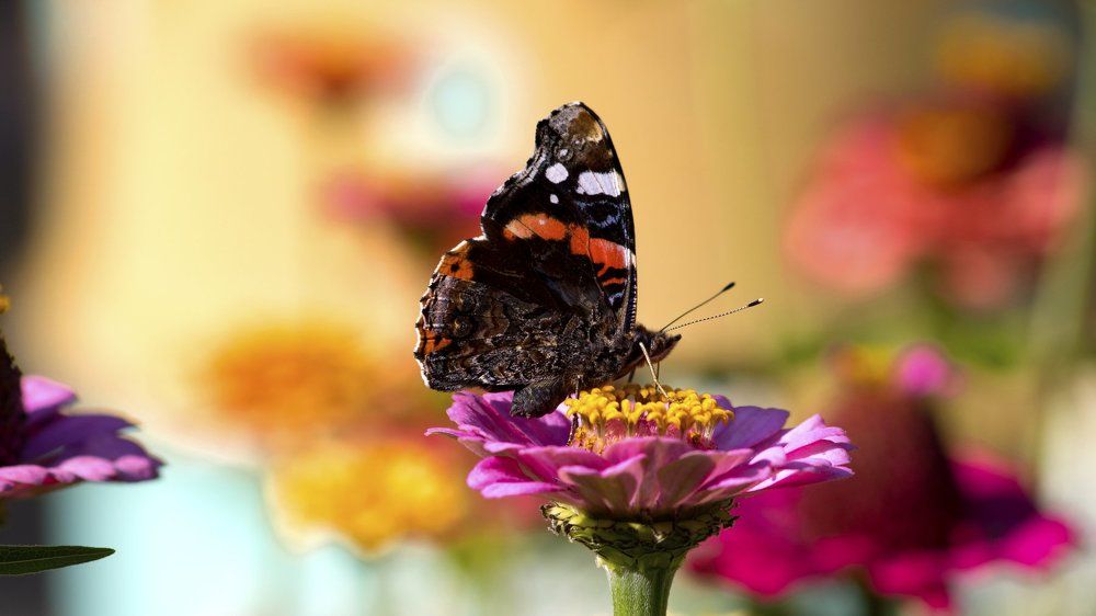 Немного лета