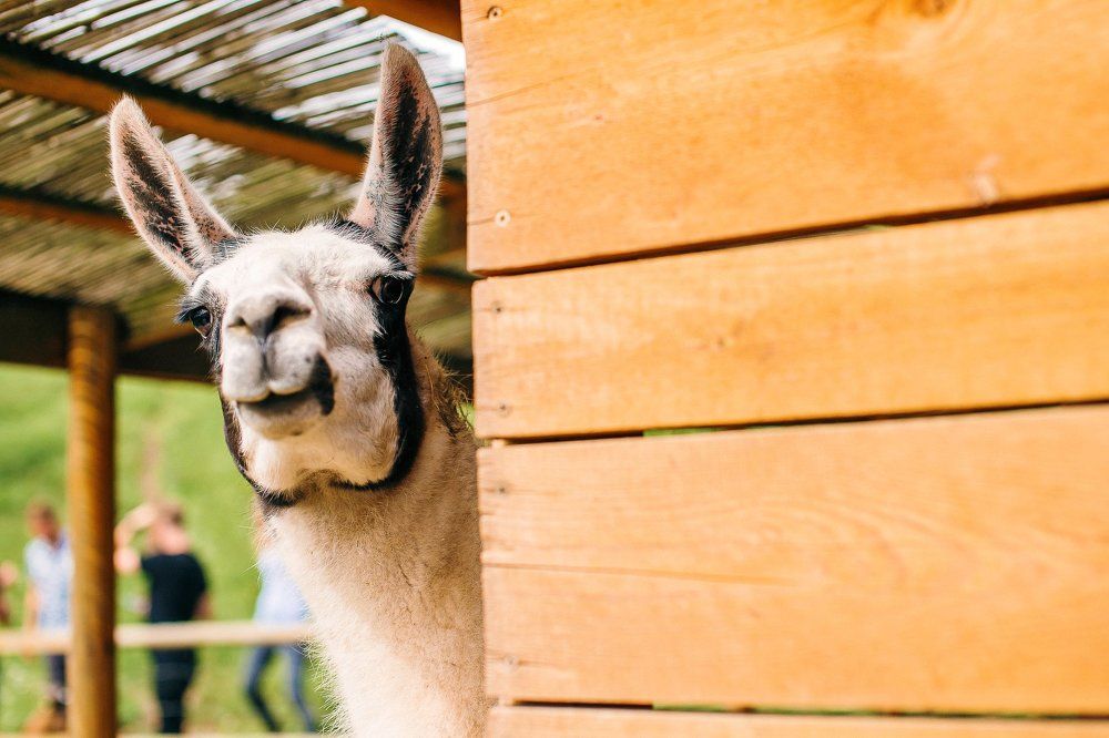 Загадочная Лама