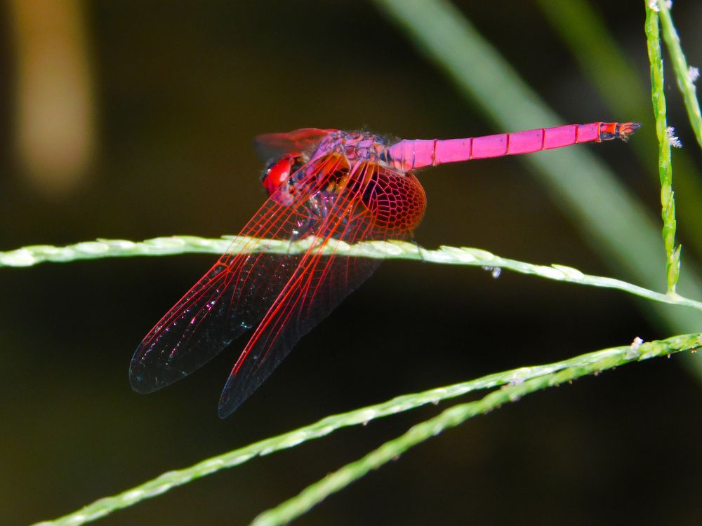 RED DRAGON FLY