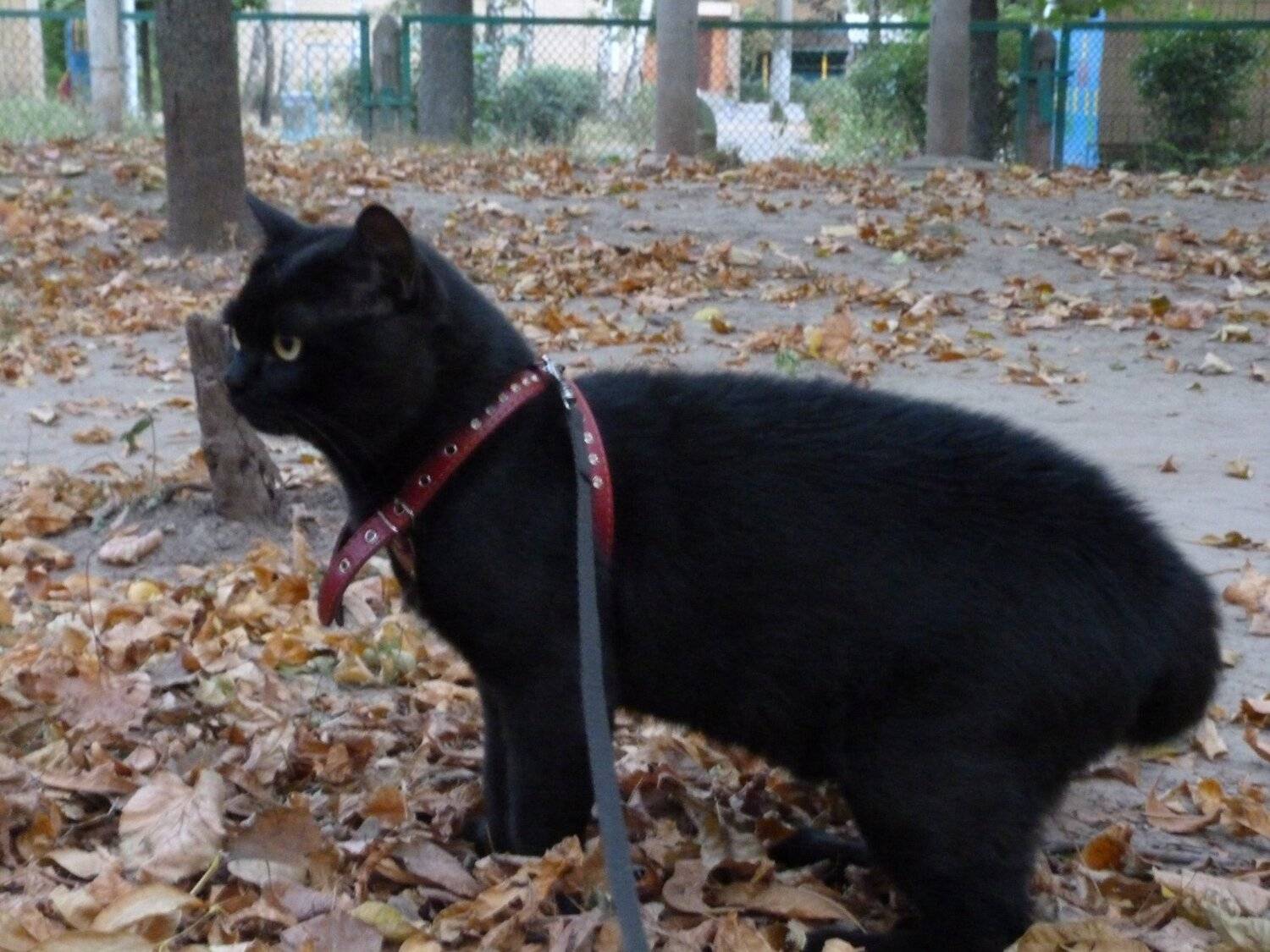 Мой котя Ч13