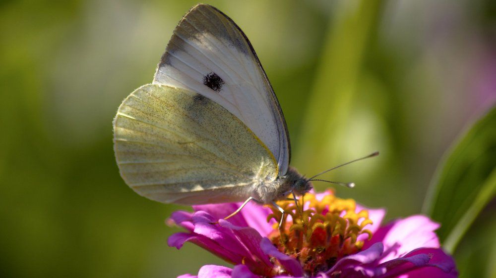 Розово белый