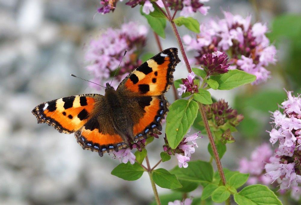 Крапивница