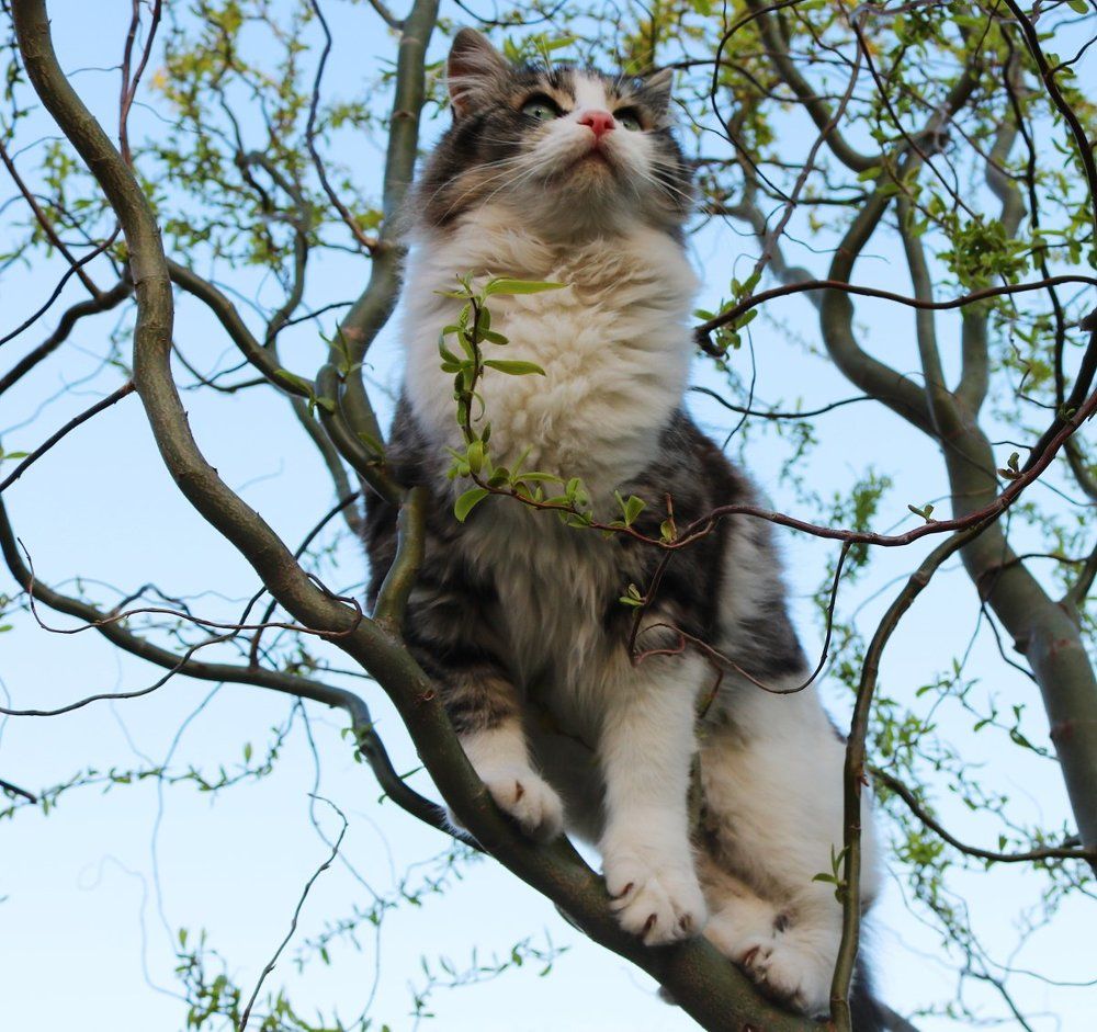 "Вот летать научусь..."