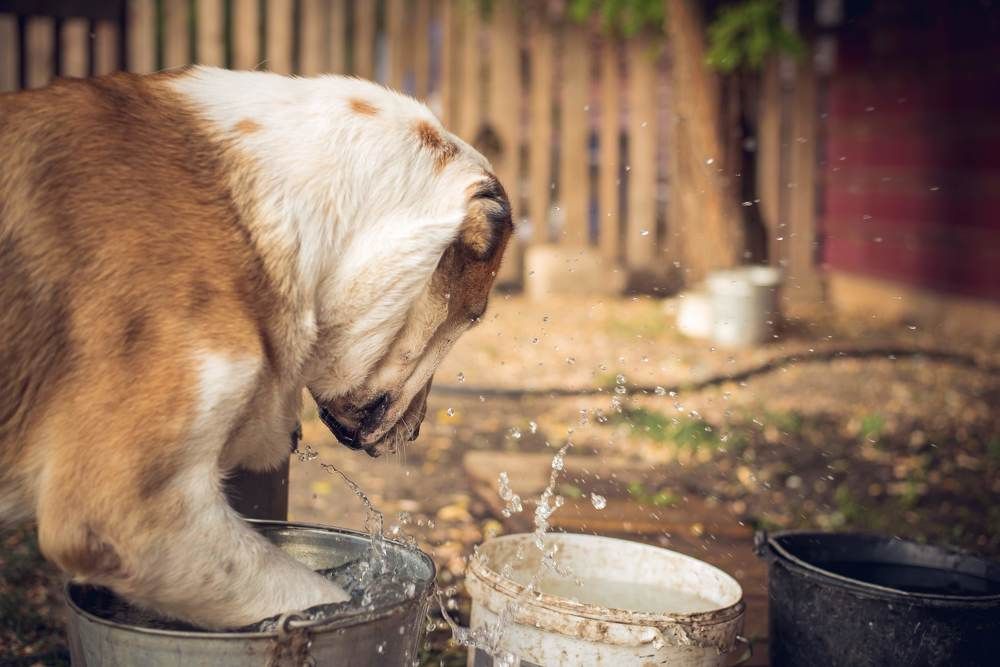 Летняя жара