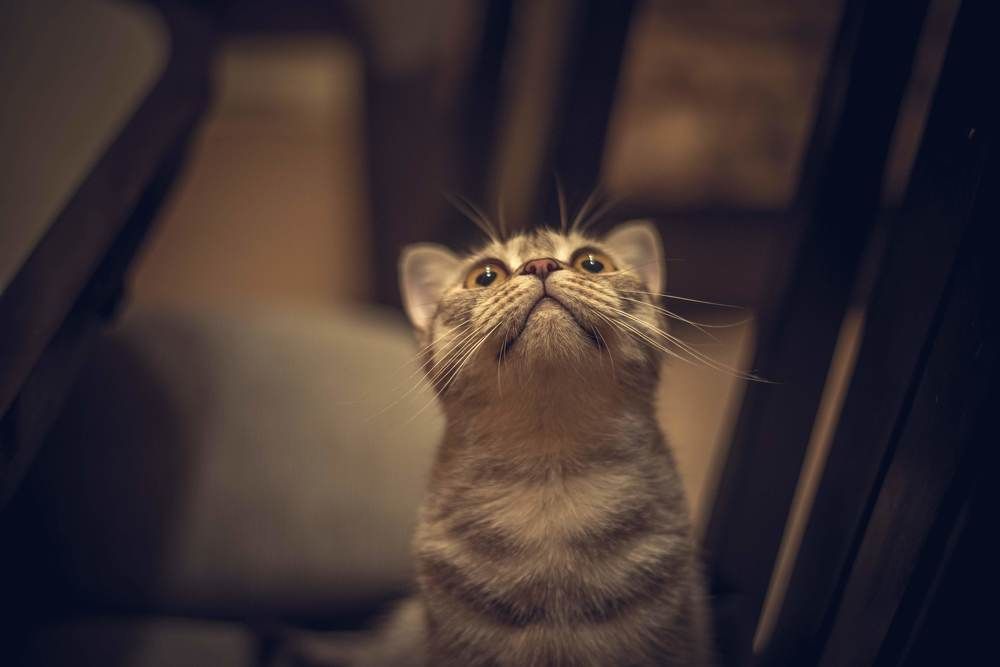 Любимая кошка Кнопа