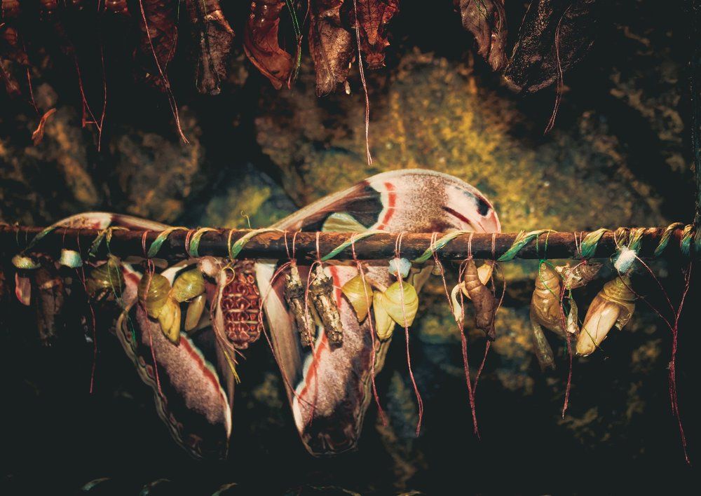 Тайна рождения