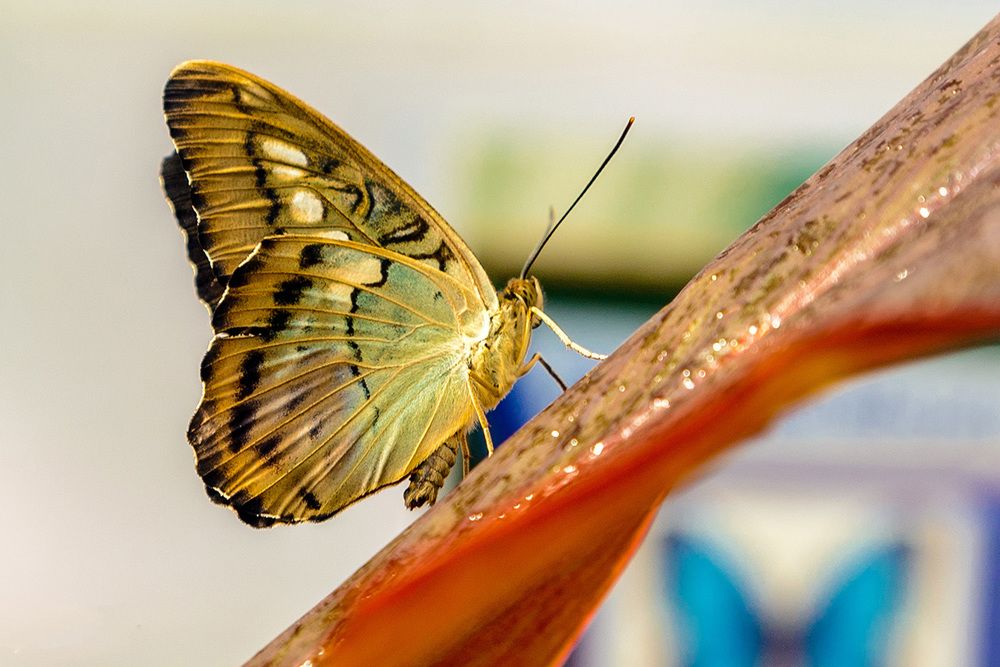 Кусочек тропиков в Прибалтике