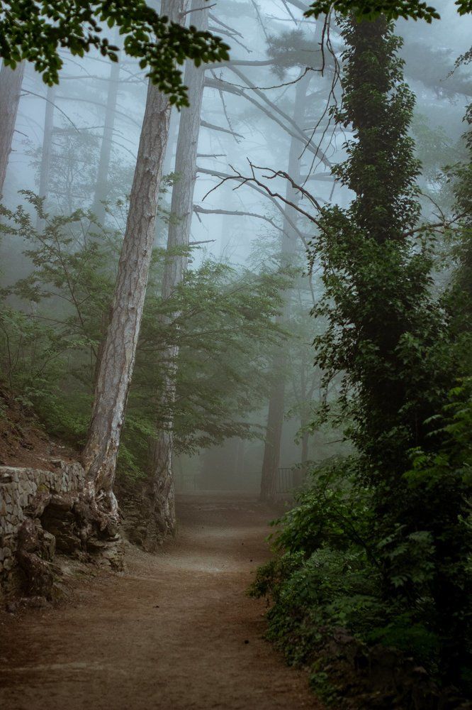 Туманный лес