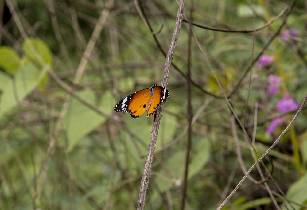 Фотография автора Vijay Richhiya