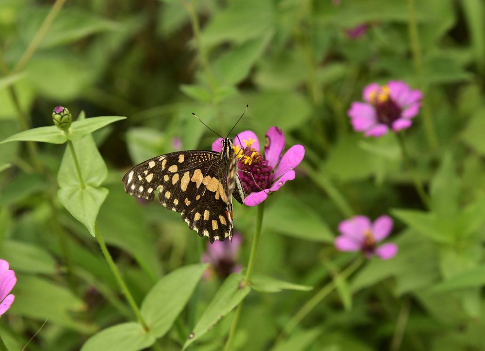 Фотография автора Vijay Richhiya