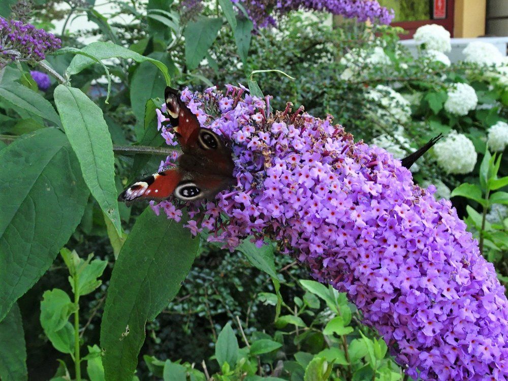 Аромат манит