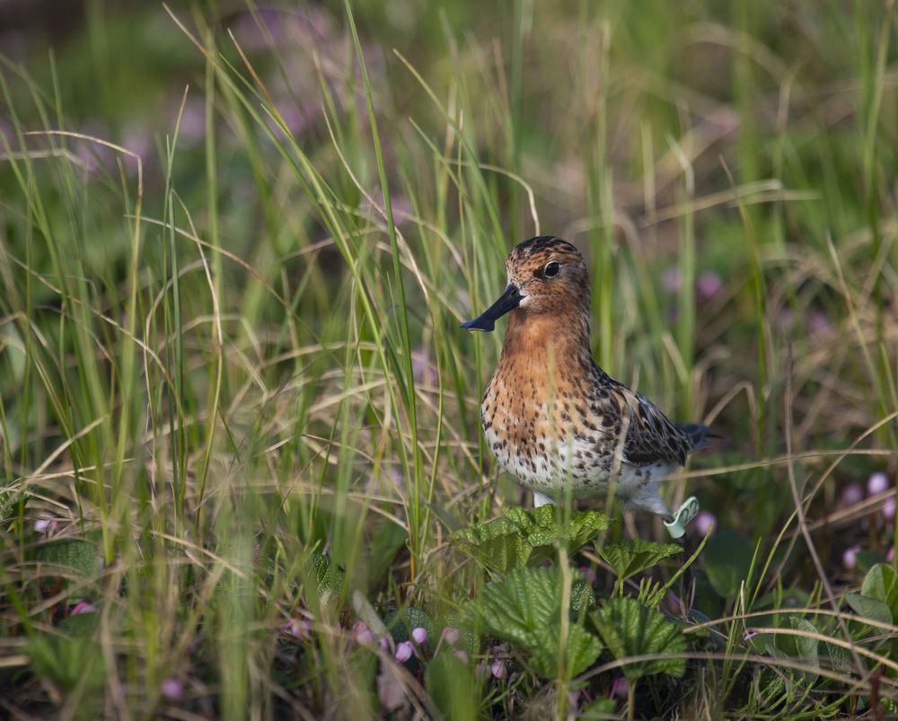 Исчезающий вид