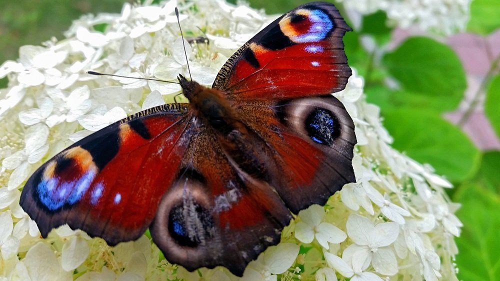 Бабочка на цветке