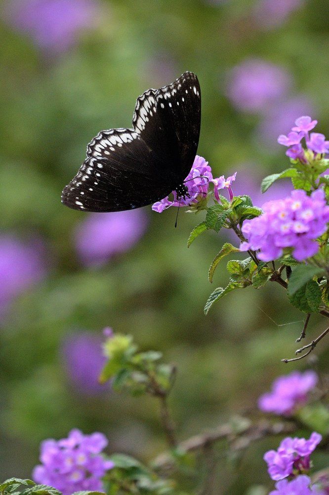 There Beauty is in Simplicity !