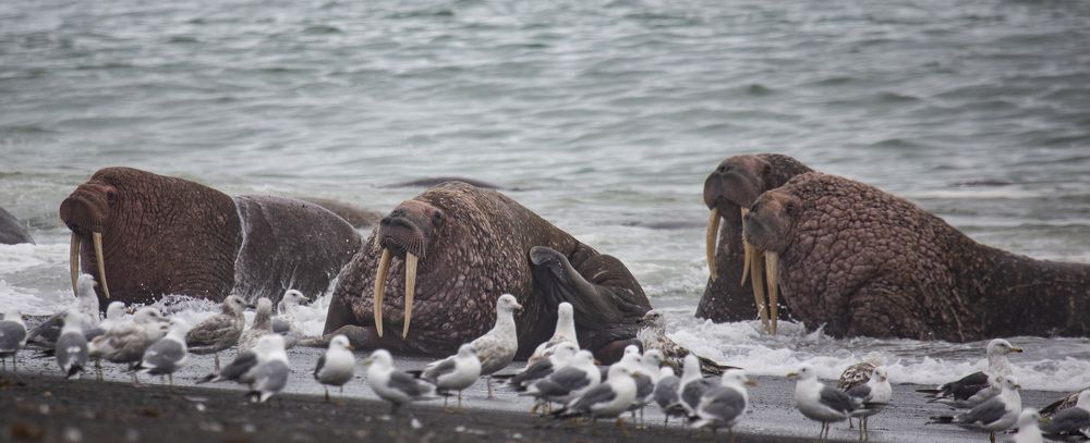 Пляжная жизнь