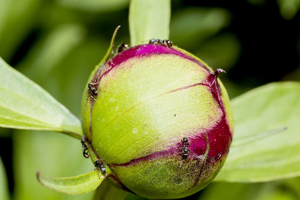 Путешественники